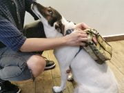 Professional Pet First Aid Kit (Army) – Limited Edition - Image 5