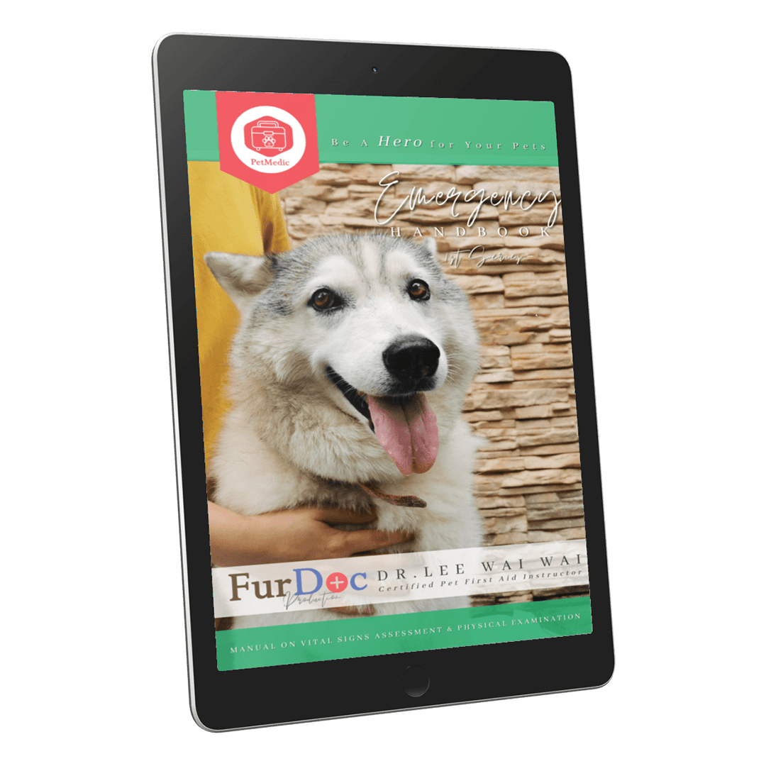 Dog First Aid Course-4