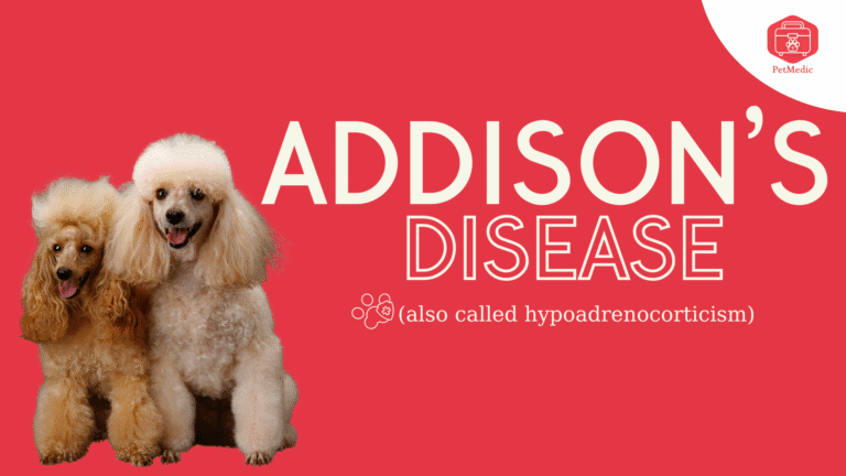 Addison’s Disease in Pets – What Every Pet Owner Should Know – PetMedic